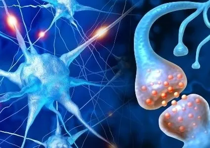 Psikoterapi Beyinde Ne Yapar?